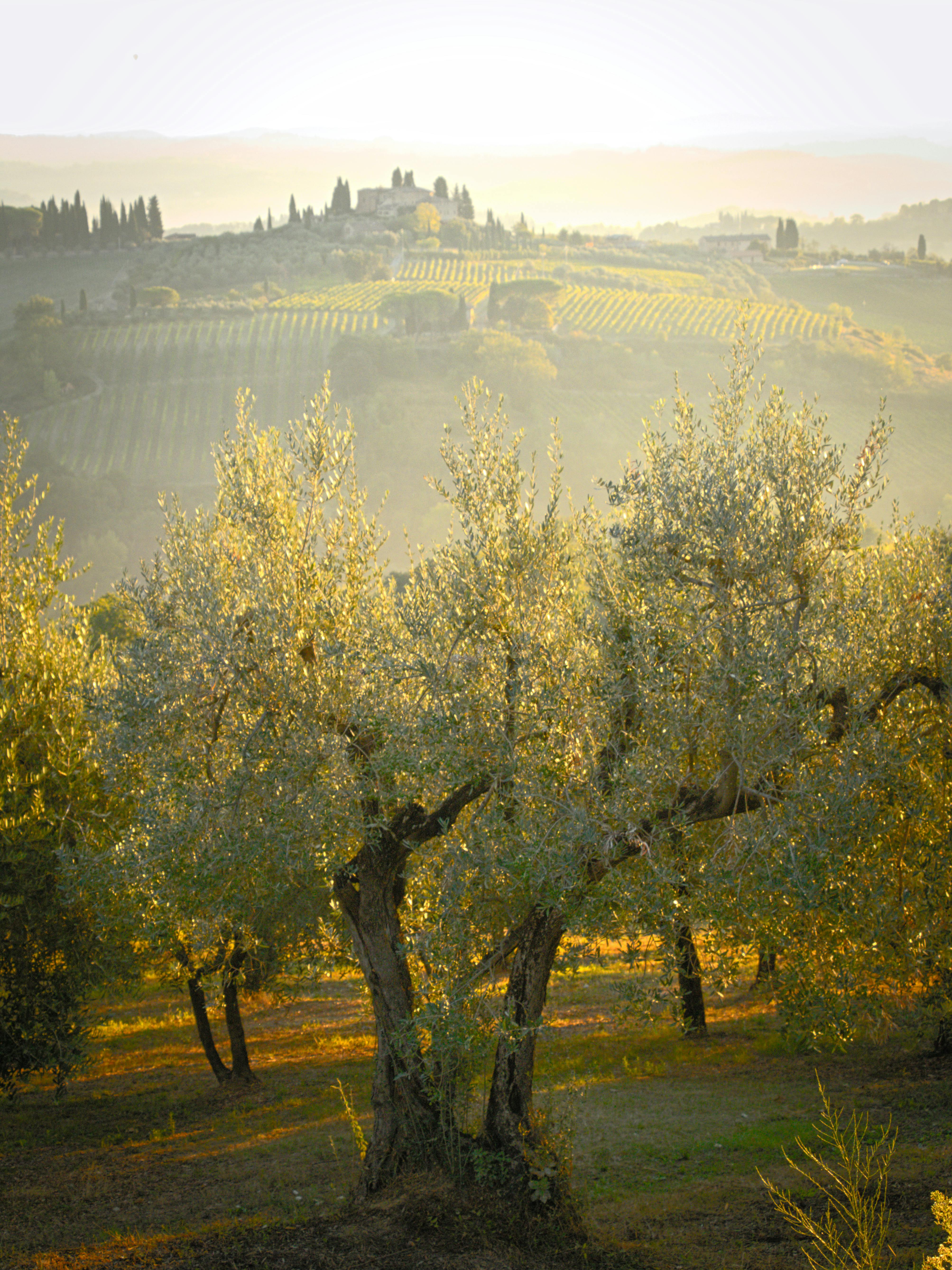 Soil regeneration consulting